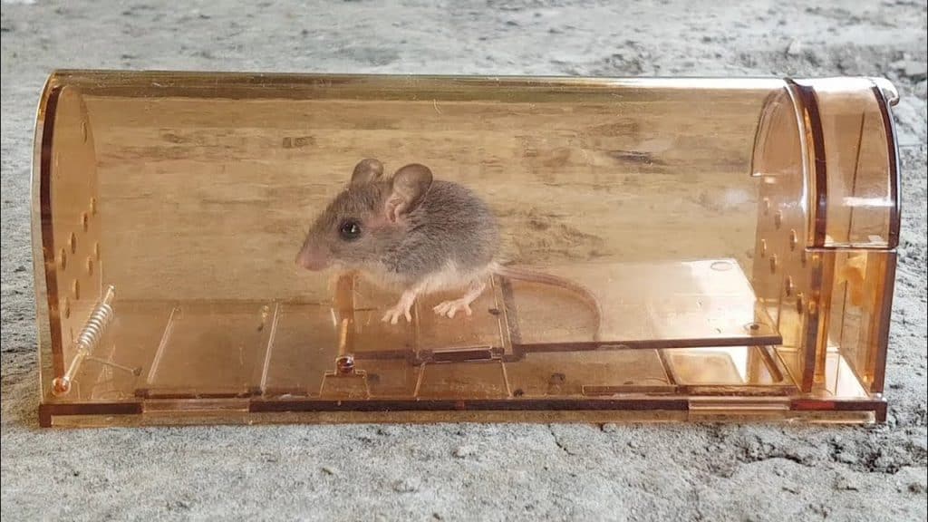 Best Humane Mouse Traps [2021's Top 7] Mouse Trap Guide