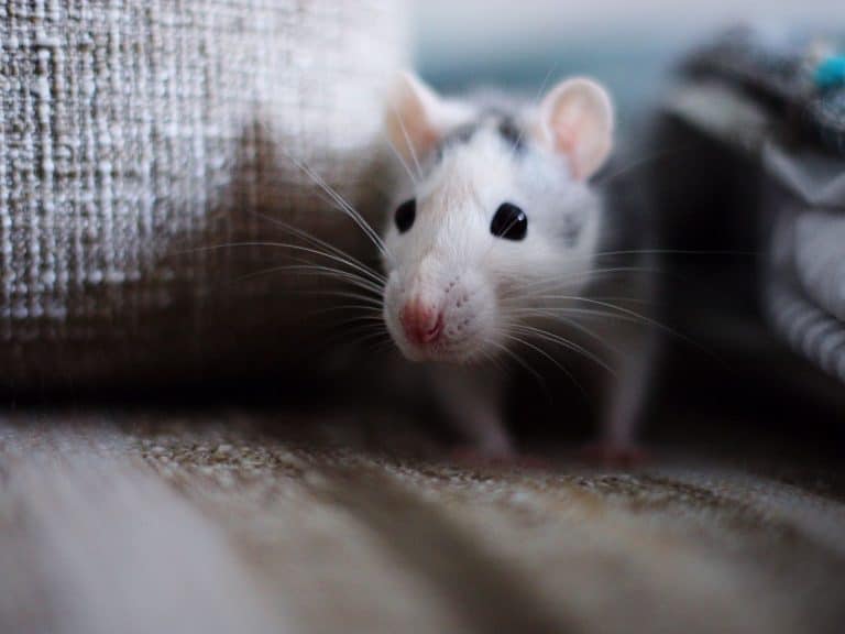 Which Smells Repel Mice? Mouse Trap Guide