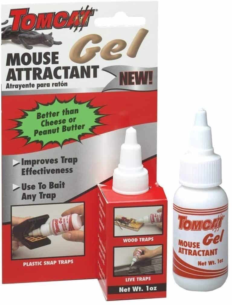 Best Bait For Mouse Traps [Mice Catching Tips!] Mouse Trap Guide