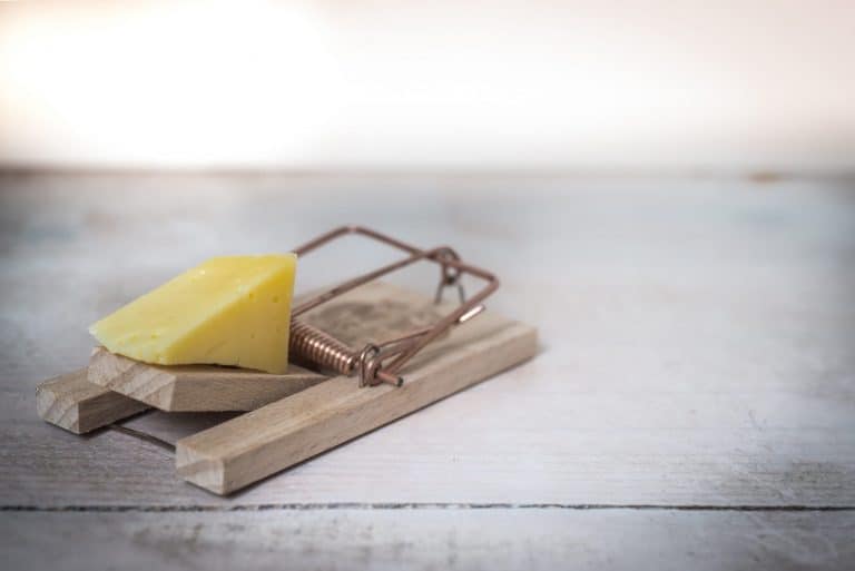 Can Mouse Traps Be Reused? Mouse Trap Guide