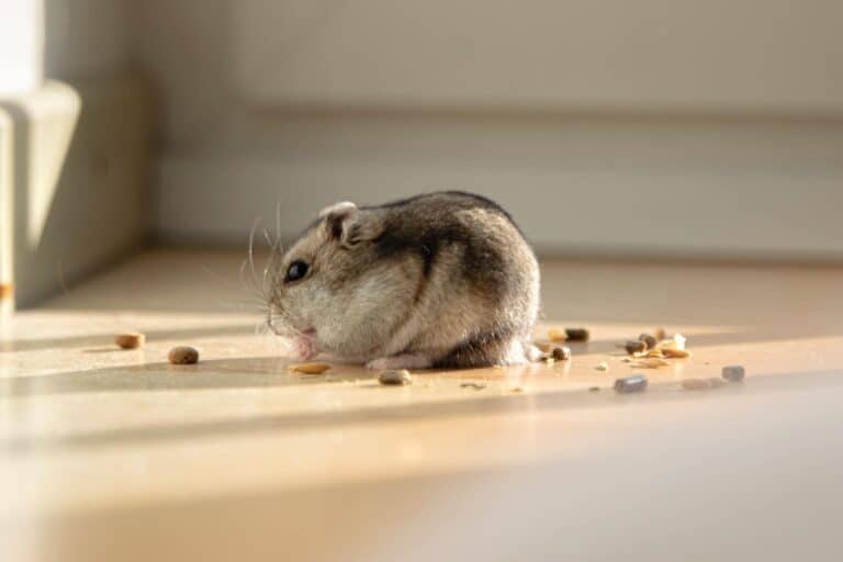Do Dogs Keep Mice Away? Mouse Trap Guide