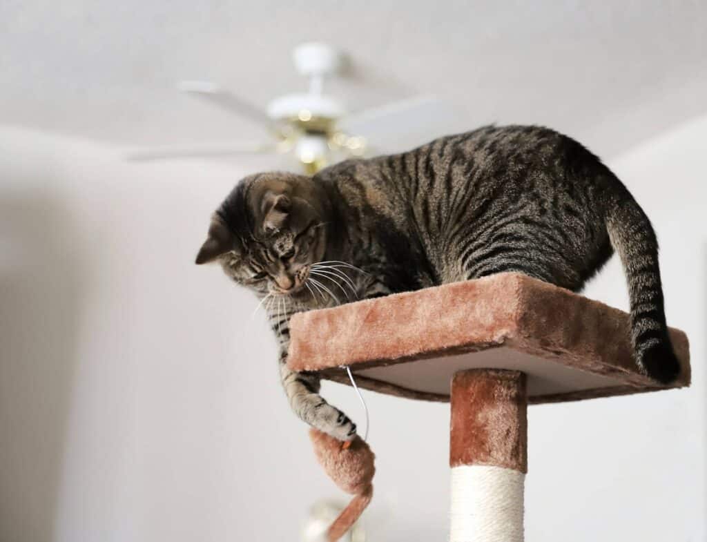 10 Best Cats for Catching Mice Pest Repellant! Mouse Trap Guide