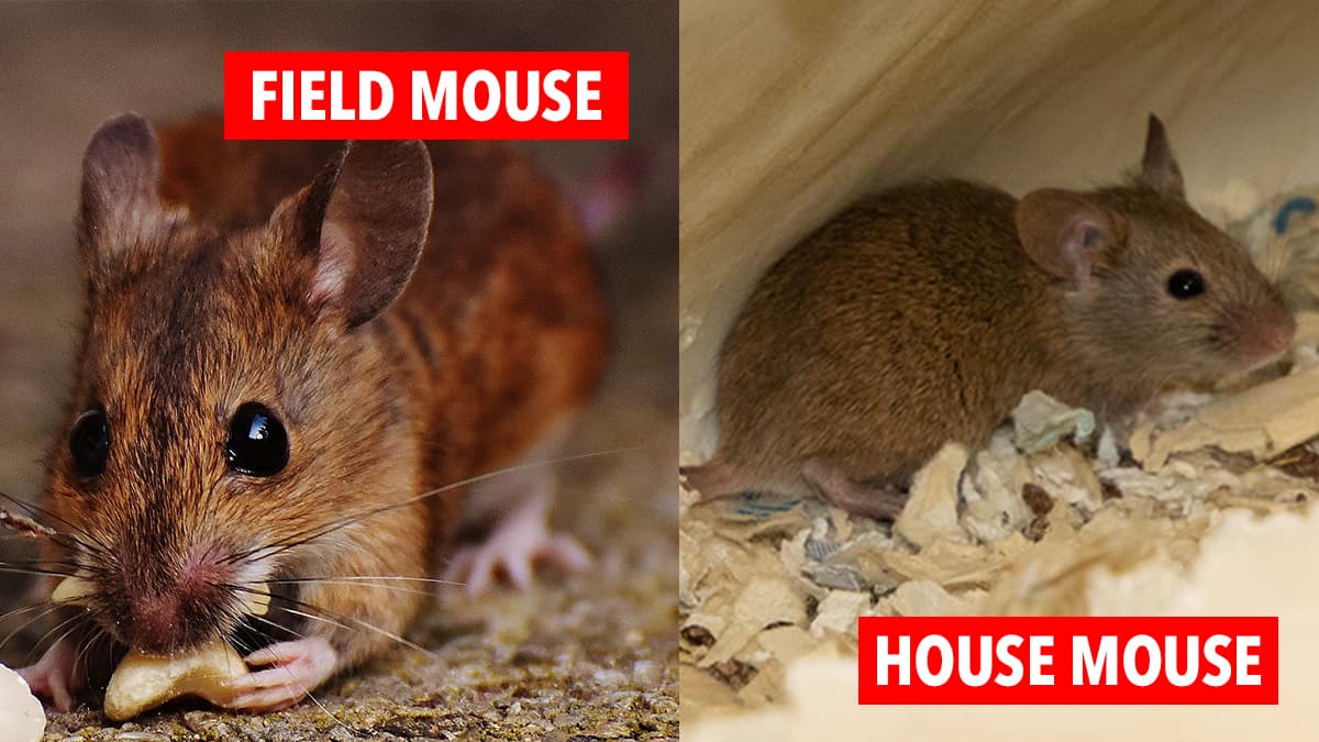 Differences Between Field Mice Versus House Mice Mouse Trap Guide Differences Between Field Mice Versus House Mice Mouse Trap Guide