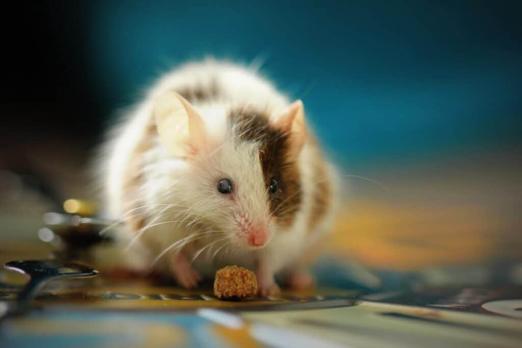 Do Mice Leave On Their Own? Mouse Trap Guide