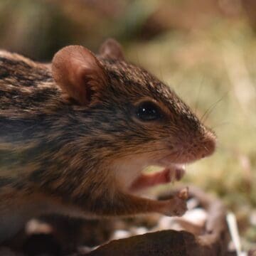 Do Mice Leave On Their Own? - Mouse Trap Guide