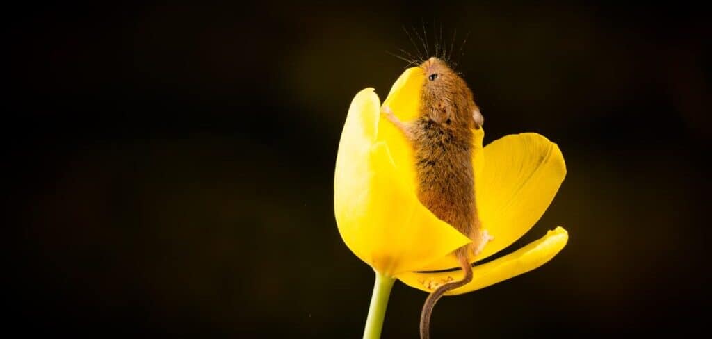 Do Mice Eat Bugs? What is their Diet? - Mouse Trap Guide