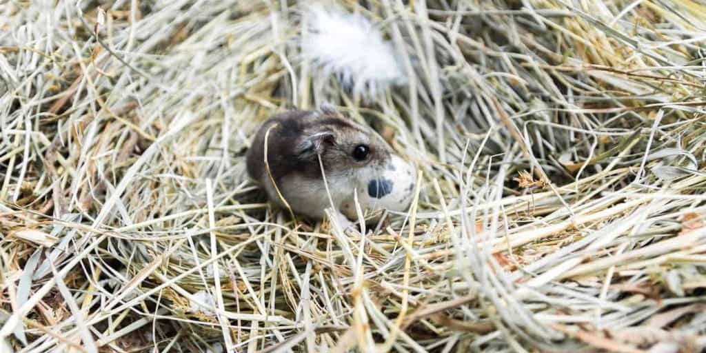 What does a mice nest look like? Mouse Trap Guide