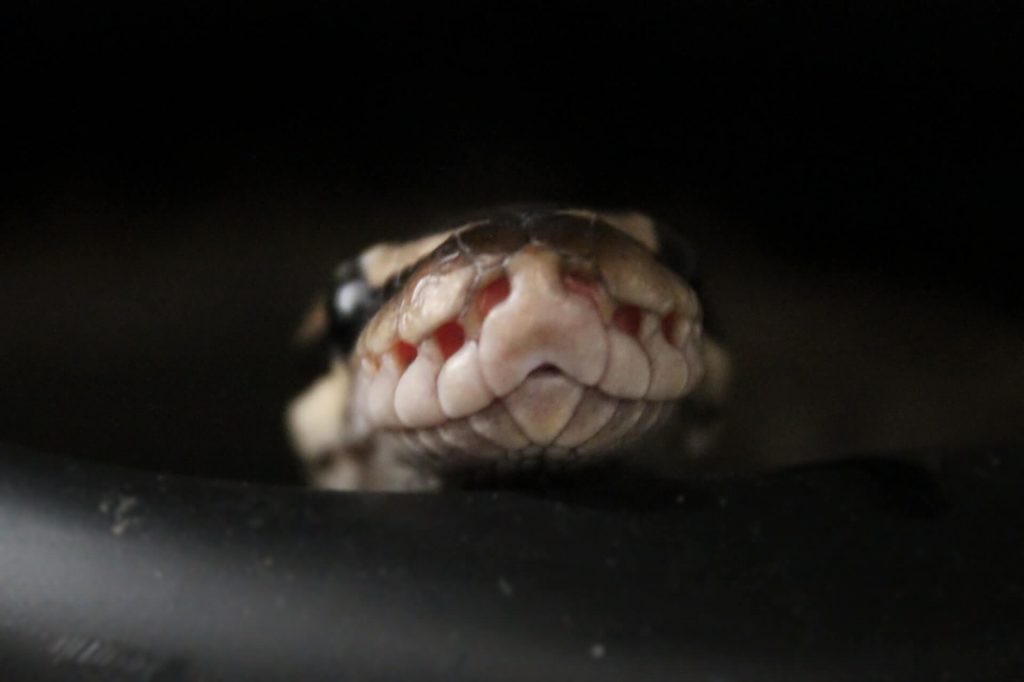 Want a pet snake? 5 Types of Snakes that don't eat mice! Mouse Trap Guide